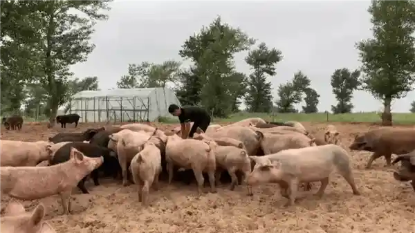 中国人用十万黑猪挑战沙漠：生态治沙新招震惊世界