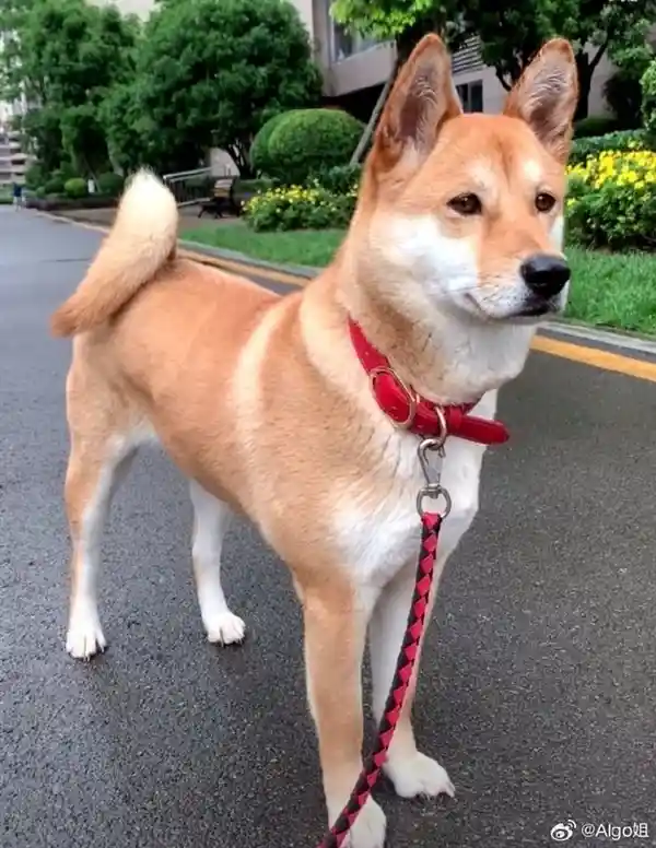 中华田园犬禁养引热议！网友灵魂拷问：老祖宗严选的狗，为何如今不能养？多部门紧急回应