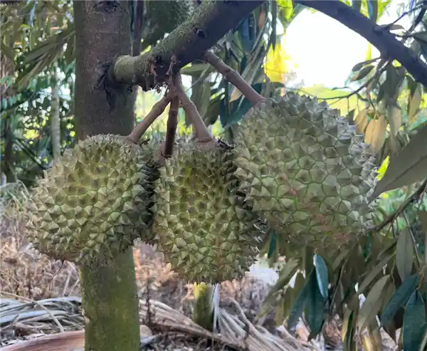 国产树上熟猫山王榴莲问世，六年攻关终登果篮