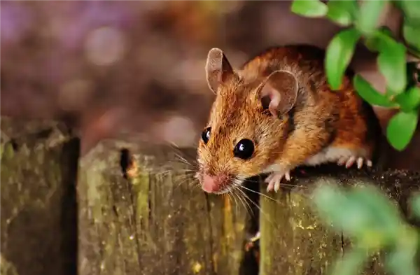 微米级脑图谱问世！中国科学家引领神经科学新突破
