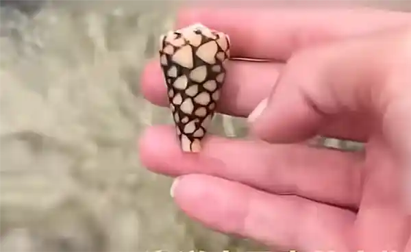 致命诱惑！网红海边徒手挑战毒螺，惊险瞬间引爆网络