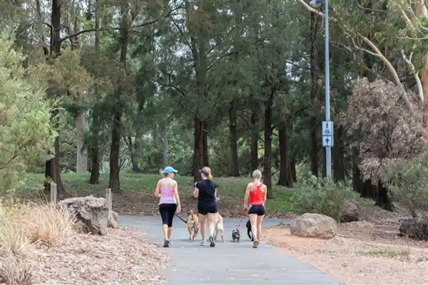 澳洲首都新规引热议：狗狗每天需3小时专属陪伴，铲屎官准备好了吗？