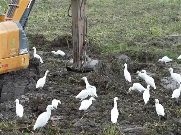 挖掘机一启动，鸟群竟围拢围观？揭秘这些不怕人的神奇飞羽