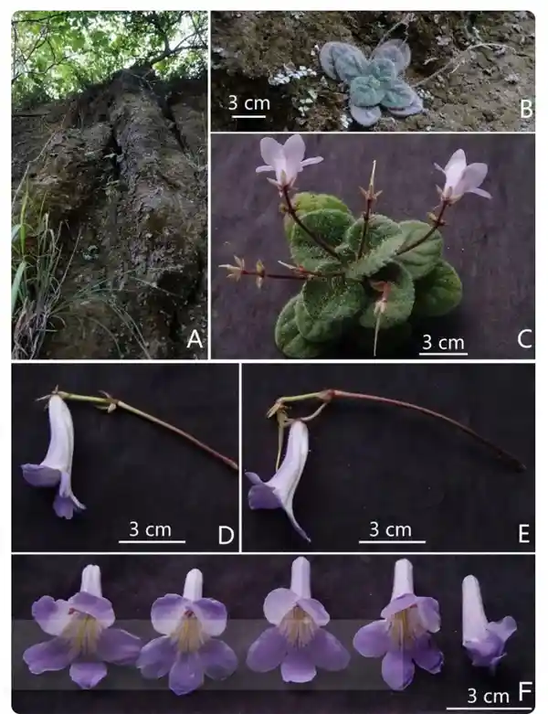 广西惊现神秘新物种：全州报春苣苔点亮生物多样性新篇章