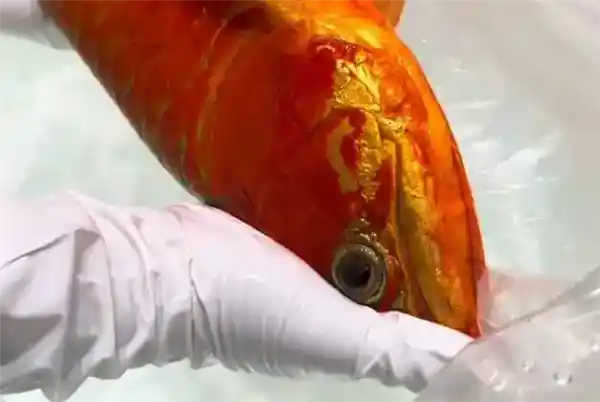 龙鱼‘整容’引热议，百万高价拒出售，主人：它是我家人