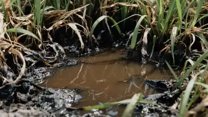 阳光变肥料！中国科学家首创废水‘点金术’