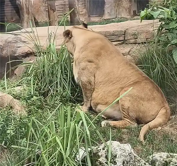 成都动物园狮子圆成球？园方：减肥一年仍难瘦身